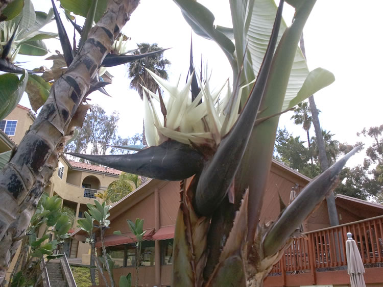 intesting plant